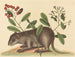 The Bahamas Coney - Mark Catesby — artwork view