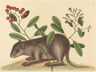 The Bahamas Coney - Mark Catesby — artwork view