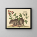 The Bahamas Coney - Mark Catesby — framed artwork on a wall
