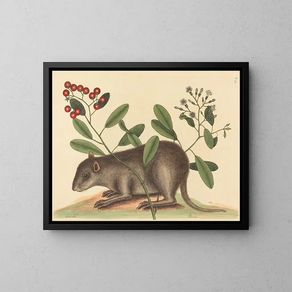 The Bahamas Coney - Mark Catesby — framed artwork on a wall