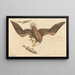 The Bald Eagle (Falco leucocephalus) - Mark Catesby — framed artwork on a wall