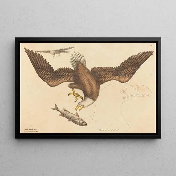The Bald Eagle (Falco leucocephalus) - Mark Catesby — framed artwork on a wall