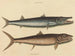 The Barracuda - Mark Catesby — artwork view