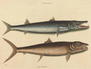 The Barracuda - Mark Catesby — artwork view