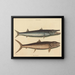 The Barracuda - Mark Catesby — framed artwork on a wall