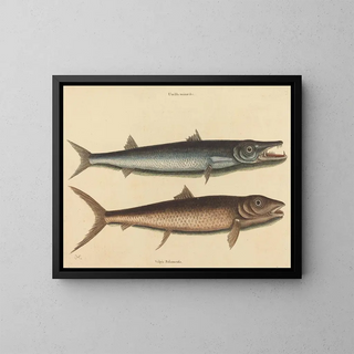 The Barracuda - Mark Catesby — framed artwork on a wall