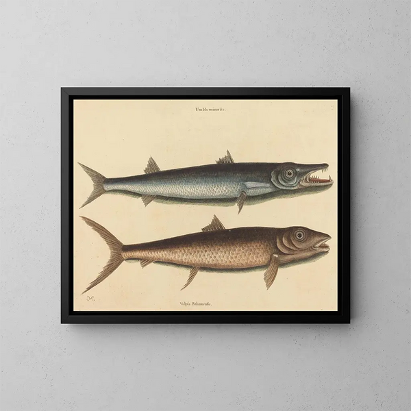 The Barracuda - Mark Catesby — framed artwork on a wall