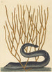 La Murène Noire Muraenae helenae varietas - Mark Catesby — artwork view