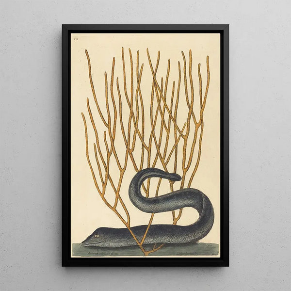 La Murène Noire Muraenae helenae varietas - Mark Catesby — framed artwork on a wall