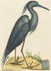 the Blue Heron Ardea coerulea - Mark Catesby — artwork view