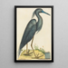 the Blue Heron Ardea coerulea - Mark Catesby — framed artwork on a wall