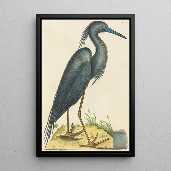 the Blue Heron Ardea coerulea - Mark Catesby — framed artwork on a wall