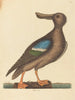 The Blue-winged Teal Duck Anas clypeata female - Mark Catesby — artwork view