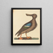 The Blue-winged Teal Duck Anas clypeata female - Mark Catesby — framed artwork on a wall