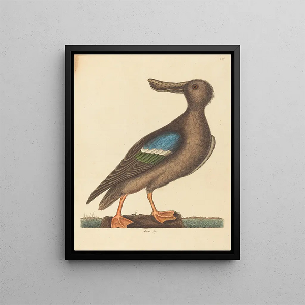 The Blue-winged Teal Duck Anas clypeata female - Mark Catesby — framed artwork on a wall