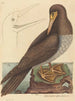 The Fool Pelecanus sula - Mark Catesby — artwork view