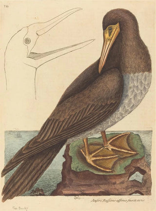 Mark Catesby - The Booby Pelecanus Sula.webp
