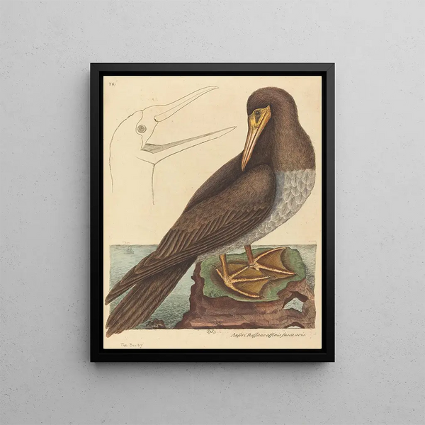 The Fool Pelecanus sula - Mark Catesby — framed artwork on a wall