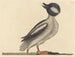 The Buffalo-headed Duck - Mark Catesby | Painting — artwork view