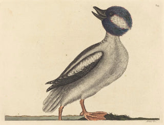 The Buffalo-headed Duck - Mark Catesby | Painting — artwork view
