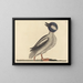 The Buffalo-headed Duck - Mark Catesby | Painting — framed artwork on a wall