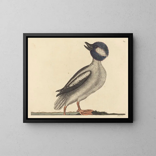 The Buffalo-headed Duck - Mark Catesby | Painting — framed artwork on a wall