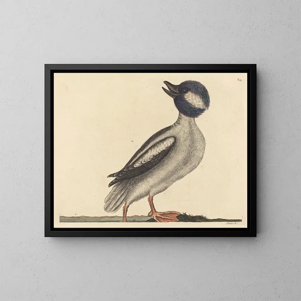 The Buffalo-headed Duck - Mark Catesby | Painting — framed artwork on a wall