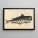 the Catfish Silurus catus - Mark Catesby | Painting — framed artwork on a wall
