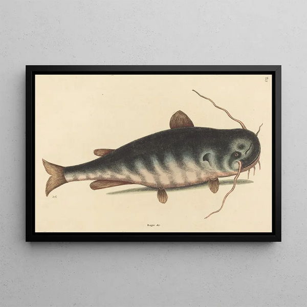 the Catfish Silurus catus - Mark Catesby | Painting — framed artwork on a wall
