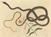 The crazy whip snake - Mark Catesby — artwork view