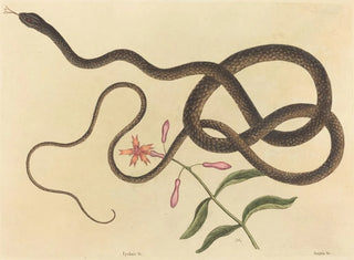 The crazy whip snake - Mark Catesby — artwork view