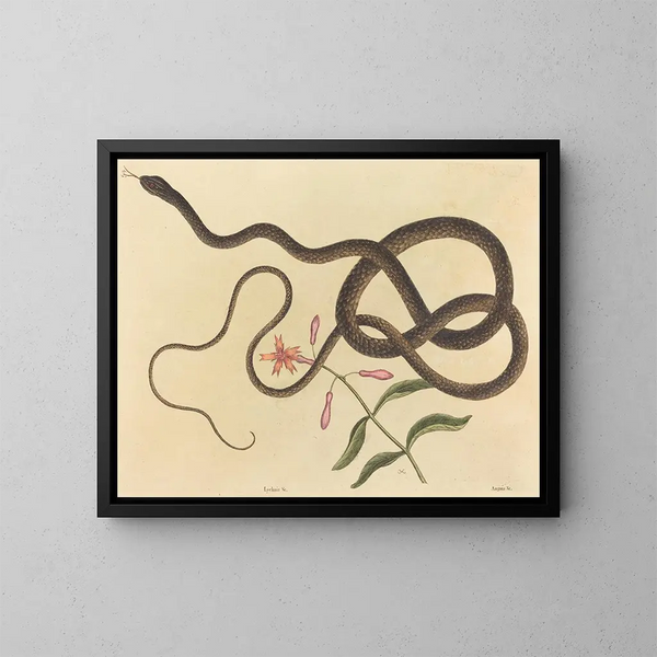 The crazy whip snake - Mark Catesby — framed artwork on a wall