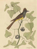 Le Moucherolle huppé Muscicapa cristata - Mark Catesby — artwork view