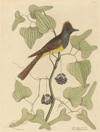 Mark Catesby - The Crested Flycatcher Muscicapa cristata.webp