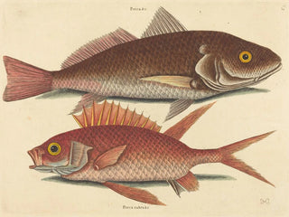The Wavy Perch by Croker - Mark Catesby — artwork view