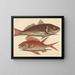 The Wavy Perch by Croker - Mark Catesby — framed artwork on a wall