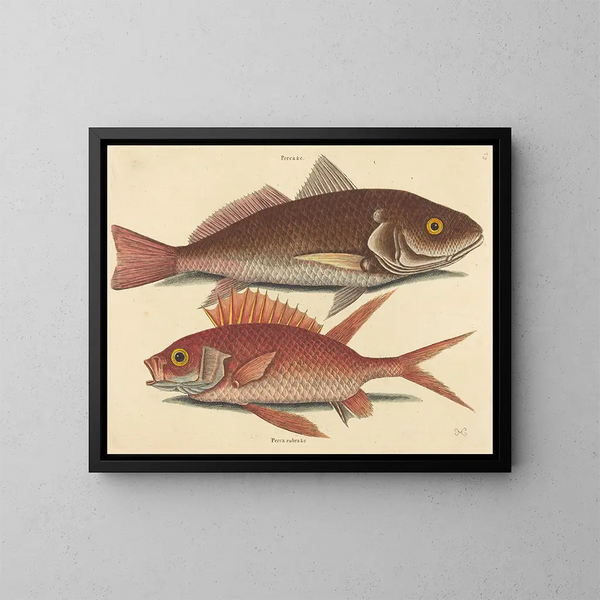 The Wavy Perch by Croker - Mark Catesby — framed artwork on a wall