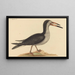 Le Bec-en-ciseaux Rhynchops nigra - Mark Catesby — framed artwork on a wall