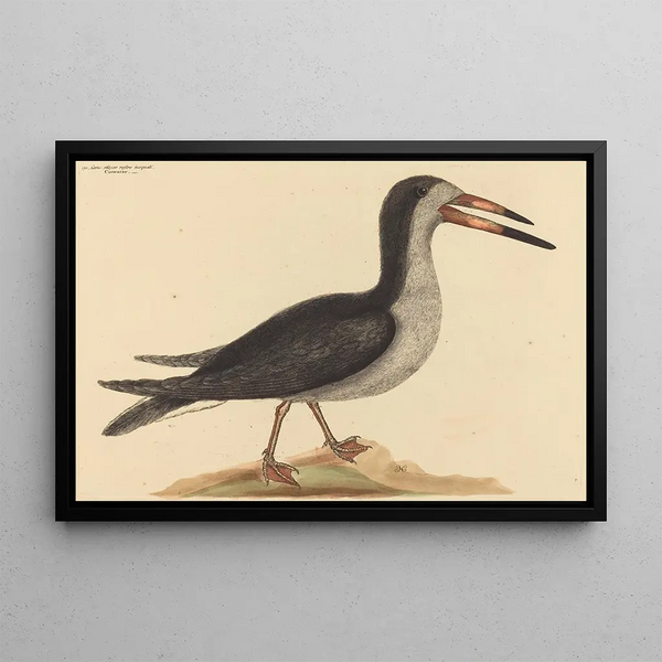 Le Bec-en-ciseaux Rhynchops nigra - Mark Catesby — framed artwork on a wall