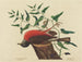 The Blackbird of Caroline - Mark Catesby — artwork view