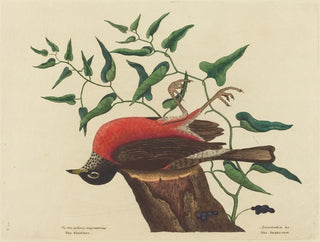 The Blackbird of Caroline - Mark Catesby — artwork view