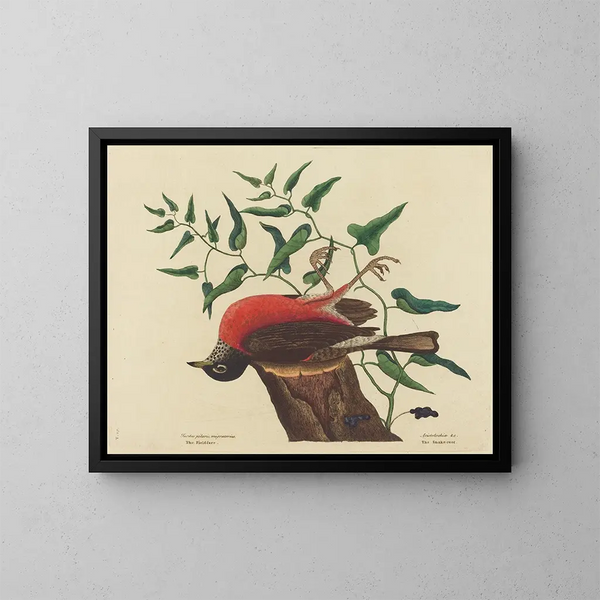 The Blackbird of Caroline - Mark Catesby — framed artwork on a wall