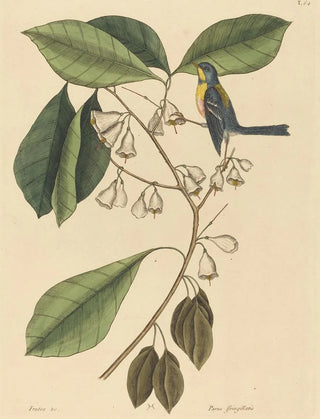 Mark Catesby - The Finch Creeper Parus americanus.webp