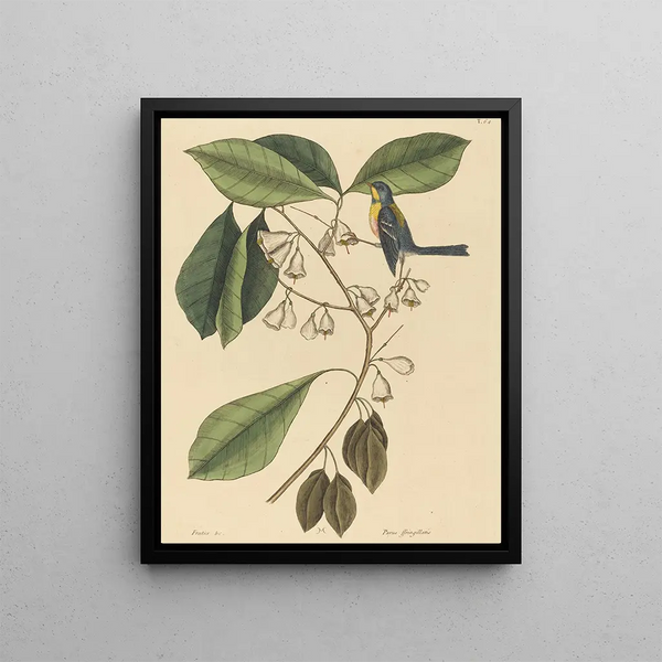 Le Grimpereau des pins Parus americanus - Mark Catesby — framed artwork on a wall