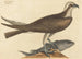 the Osprey Falco haliaetus - Mark Catesby — artwork view
