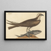 the Osprey Falco haliaetus - Mark Catesby — framed artwork on a wall