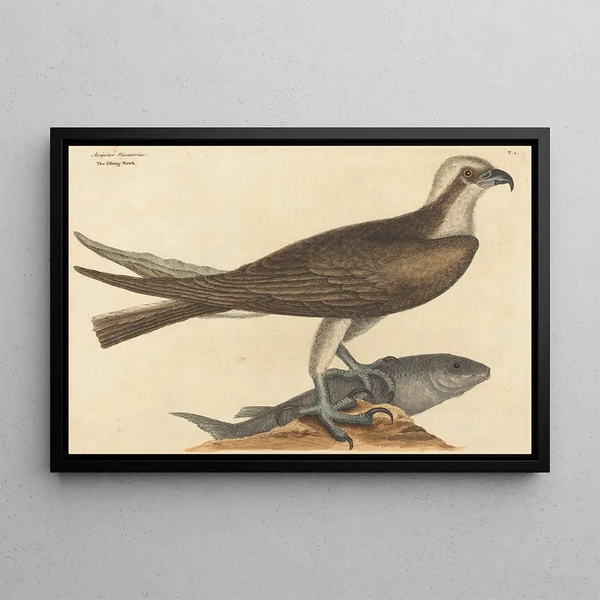 the Osprey Falco haliaetus - Mark Catesby — framed artwork on a wall