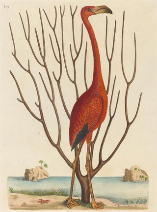 Mark Catesby - The Flamingo Phoenicopterus ruber.webp
