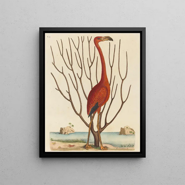the flamingo Phoenicopterus ruber - Mark Catesby — framed artwork on a wall