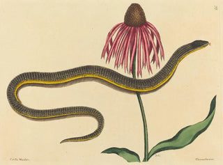 The Glass Snake Anguis ventralis - Mark Catesby — artwork view